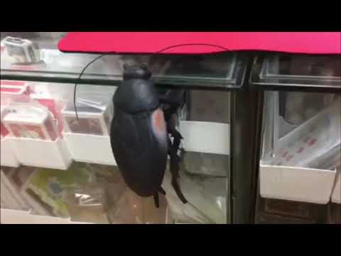 Super Jumbo Cockroach / SEO MAGIC