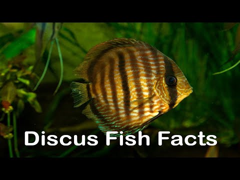 Diskus (Symphysodon aequifasciatus) — fish species profile