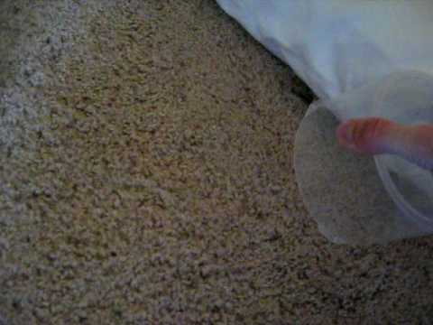 Lizard Under My Pillow