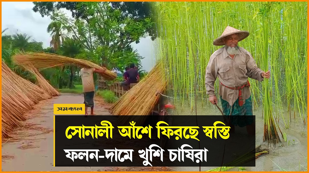 ঝিনাইদহে ফিরছে পাটের সোনালী দিন, ফলন-দামে খুশি চাষিরা ঝিনাইদহে ফিরছে পাটের সোনালী দিন, ফলন-দামে খুশি চাষিরা