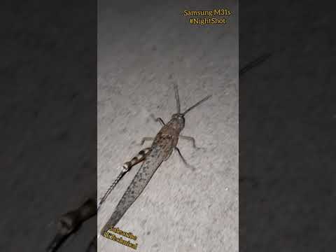 Awesome Night shot Amazing Grasshopper but leg broken 🤔😪😫