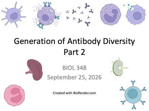 Immunology Fall 2026: Lecture 11 Generation of Antibody Diversity Part 2