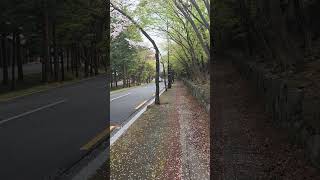 9.경주 불국사 가는길9 (Way to Bulguksa Temple)feat.블리단길 #불국사# #gyeongju#경주여행#경주가볼만한곳#벚꽃#cherryblossom#sakura
