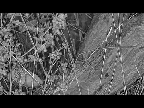 Djuma: Snake?-what do you think it is? - 01:15 - 04/05/21