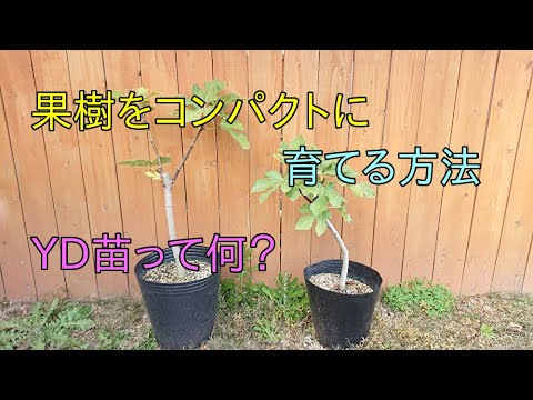 園芸 リンゴの木に関するよくある質問