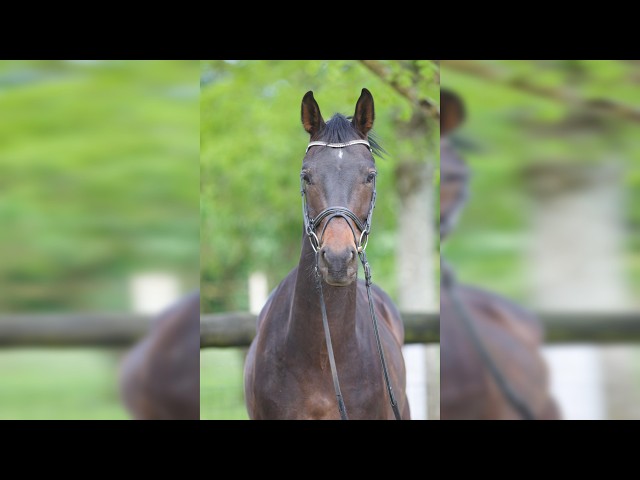 Hongre - Westphalien - 4 ans - Dressage - France 