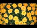 Желтые розы символ жизни, cвета и солнца 