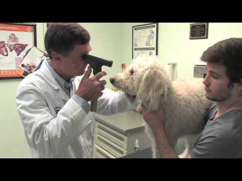 Southwest Drive Animal Clinic - Short ||  Jonesboro, AR