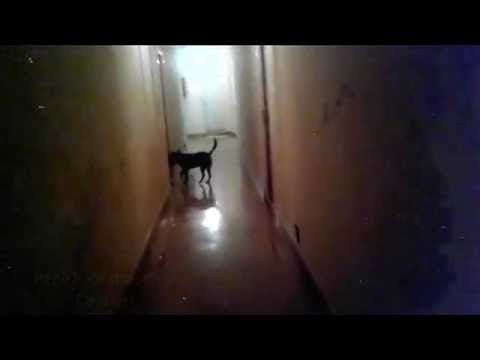 Pepe Pateatraseros - Carmesi