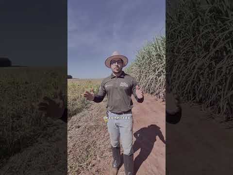 SOJA AO LADO DE CANA | @rallydasafra