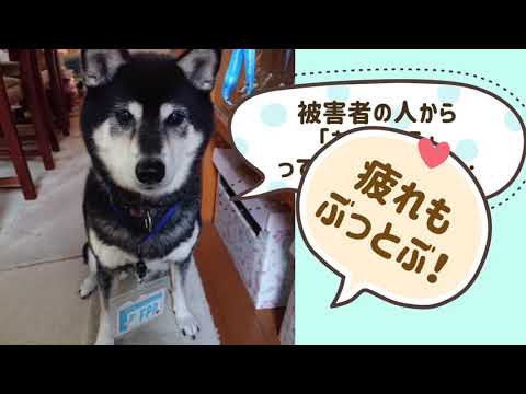 ワンワンU・x・Uお悩み相談室🐶採用募集編〜鯖江市「茶々ちゃん」#警察官募集👮‍♀️👩‍✈️