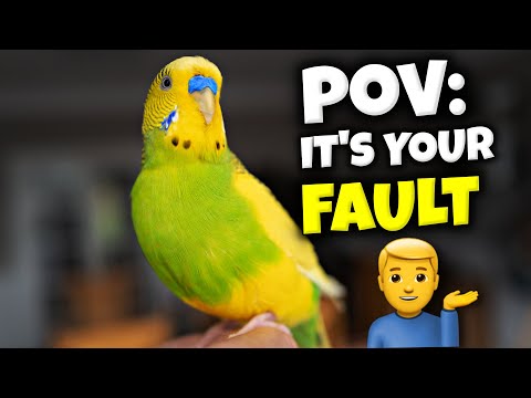 So, Why is Your Bird Still NOT Tamed & How to fix it