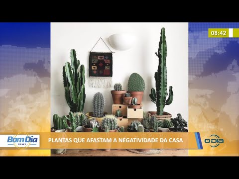 Dicas de plantas que afastam a negatividade da casa 03 06 2021