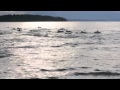 Four to the Floor Dolphin Remix 