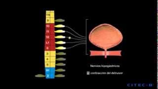 La micción (4) - Fisiología de la micción
