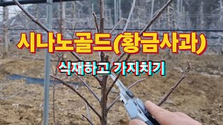 시나노골드(황금사과)식재하고 가지치기