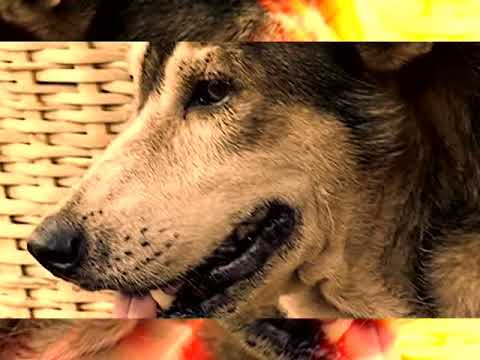 JIMI HOPE  - Légbah