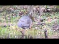 Great Blue Heron Catches A Big Snake And Tries To Eat It