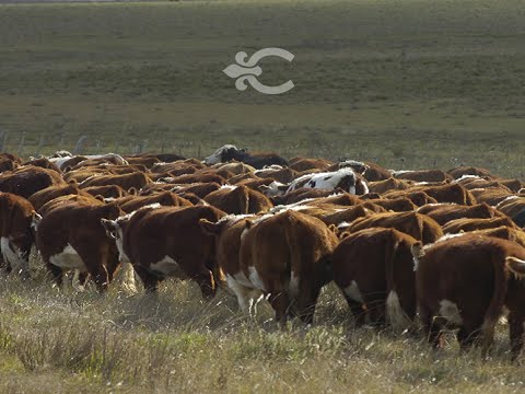 Video de YouTube - Campo en Salto ref. 9478