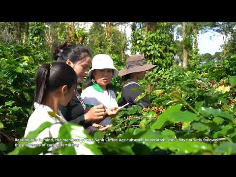 Café Khe Sanh – Hương vị từ thiên nhiên