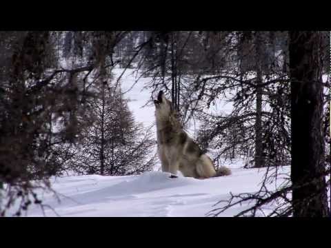 Wolves Unleashed Official Trailer