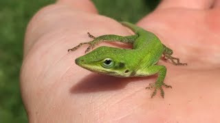 How To Catch Reptiles And Amphibians In Your Backyard! (Toads and lizards)