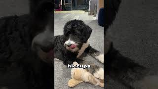 🐾 Doggy Hiccups: Cute or Cause for Concern? 😮