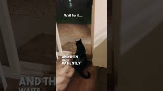 Their cat calls for their dog when she misses him 😲