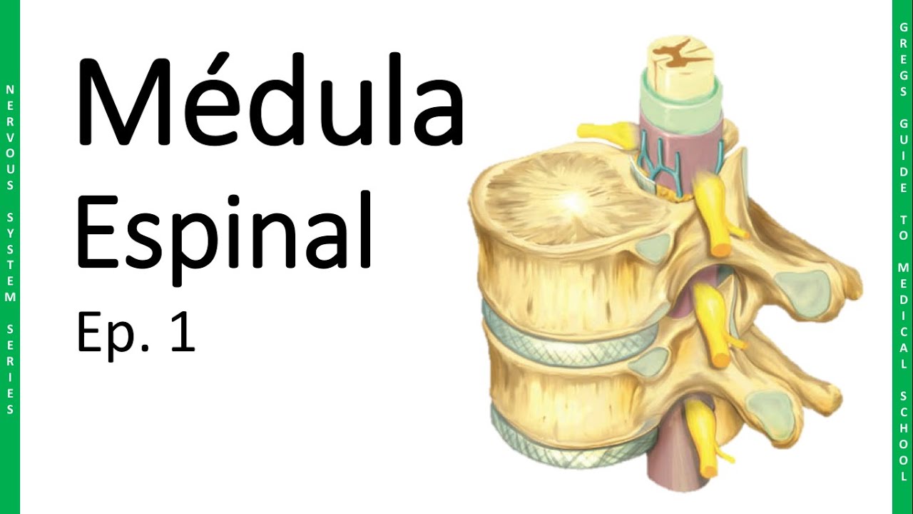 NEURO 1. Médula Espinal - Generalidades | Doctor Greg