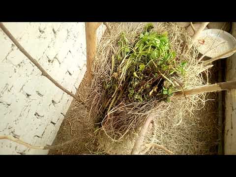 Lovebirds Mealtime WheatGrass