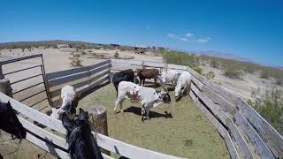 cameron cows may 2018