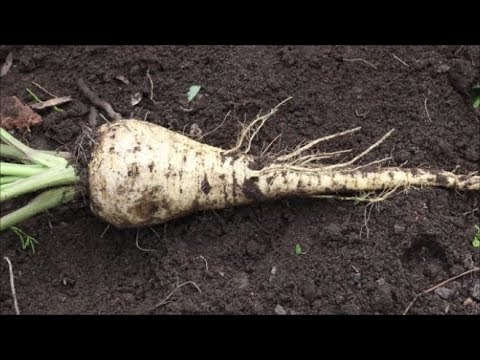 , title : 'How to Grow Parsnips from Seed'