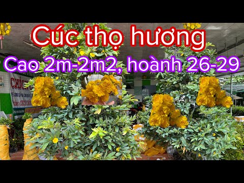 2 cây cúc thọ hương vip, cao 2m-2m2, hoành 26-29,0397142252 hoặc 0947873959