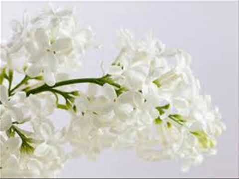 Staburadze. Andris Daņiļenko un "Bumerangs".