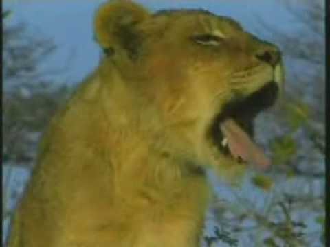 Tsalala/Marthly Lion Pride #1