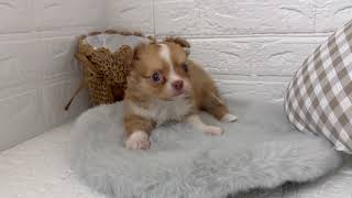 チワワ（ロング）の動画01