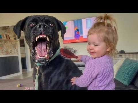 Nobody Could Handle This 200lb Great Dane… Until This Happened