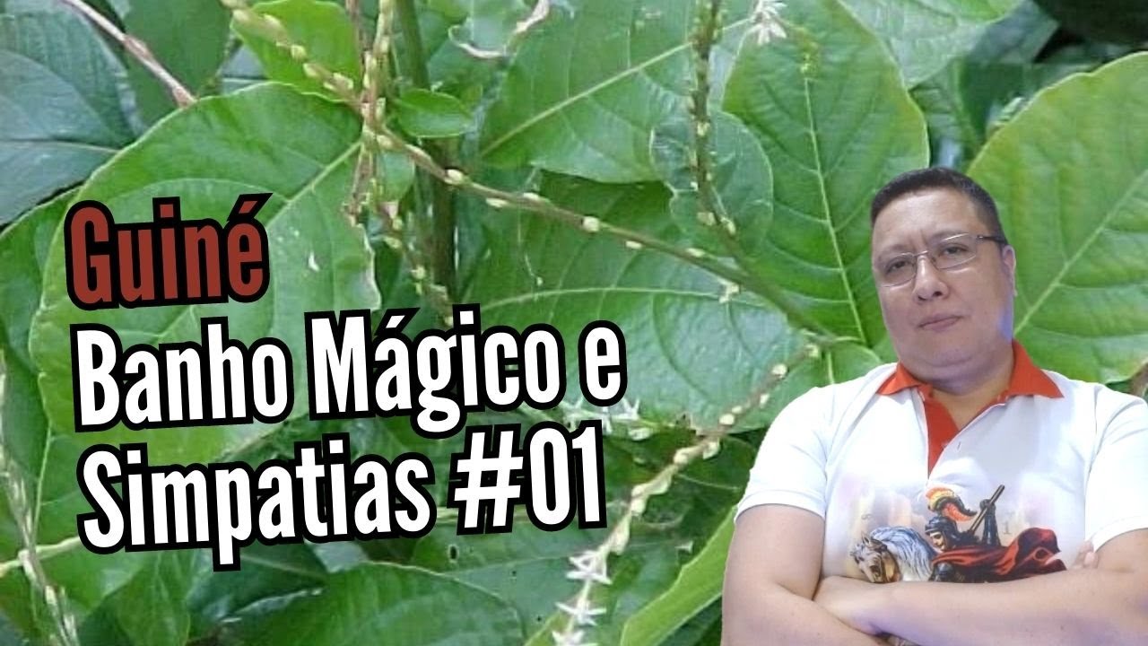 Banho de Guiné, aprenda como fazer de forma fácil.