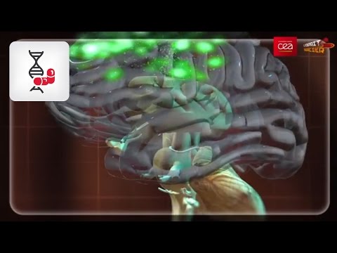 download lagu mp3 mp4 Comment Fonctionne Le Cerveau Quand On Apprend, download lagu Comment Fonctionne Le Cerveau Quand On Apprend gratis, unduh video klip Comment Fonctionne Le Cerveau Quand On Apprend