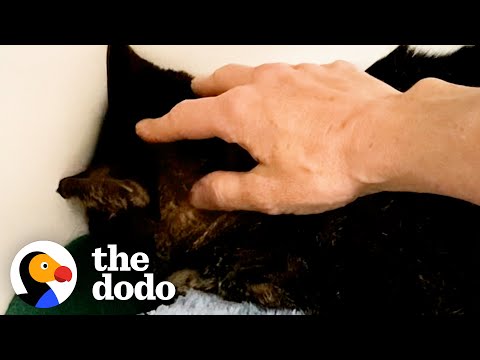 Cat Who Wouldn't Show His Face Is A Cuddlebug Now | The Dodo Foster Diaries