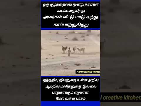 காளை எஜமான் மீது காட்டும் பாசம் #shortsfeed #ytshorts #harshicreativekitchen