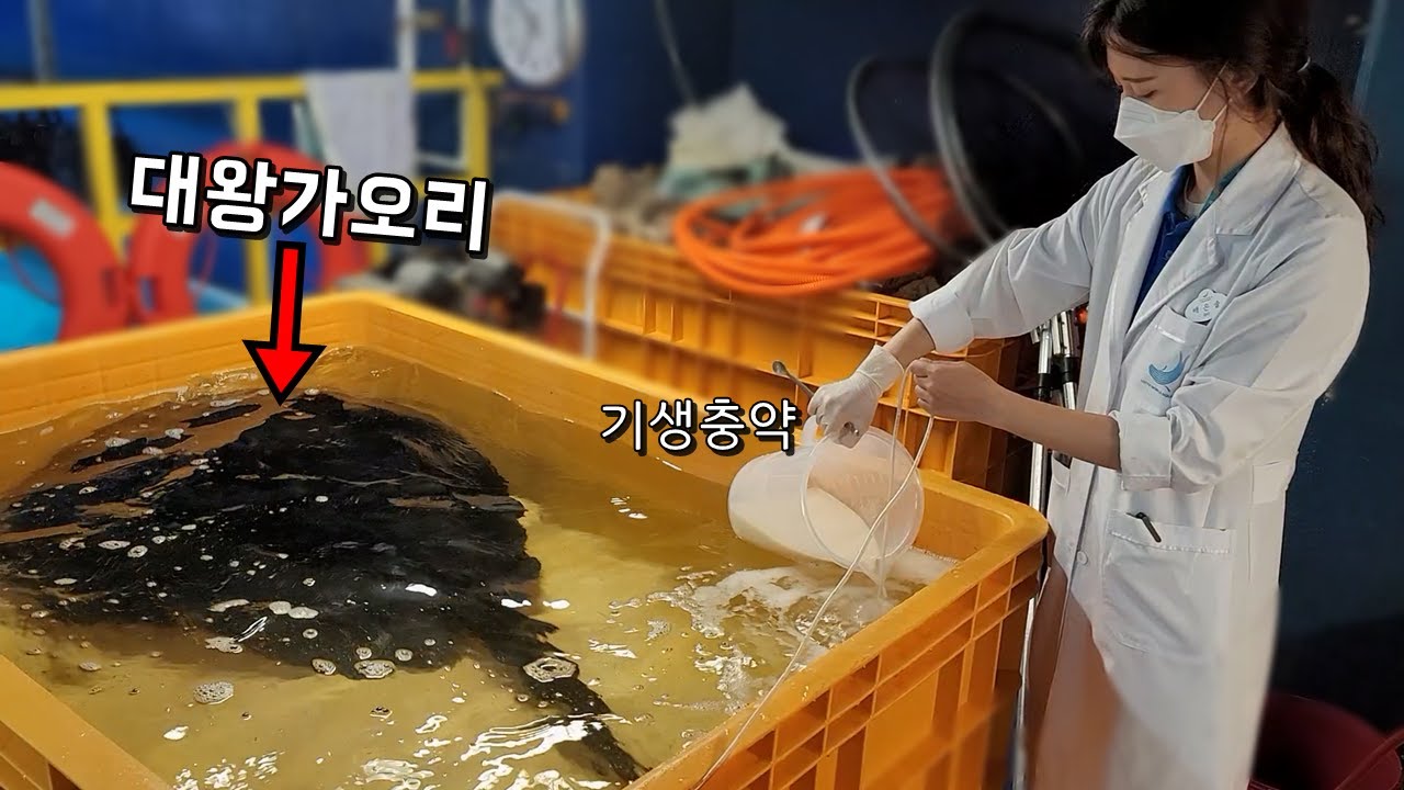 대왕가오리에게 기생충약을 뿌리면 어떤 기생충이 나올까??