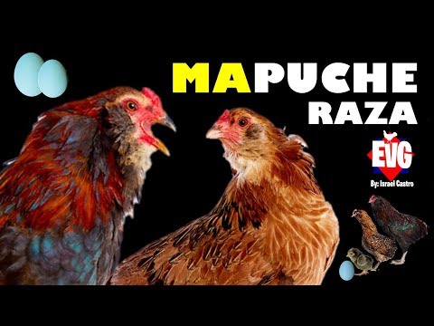 download lagu mp3 mp4 Araucana, download lagu Araucana gratis, unduh video klip Araucana