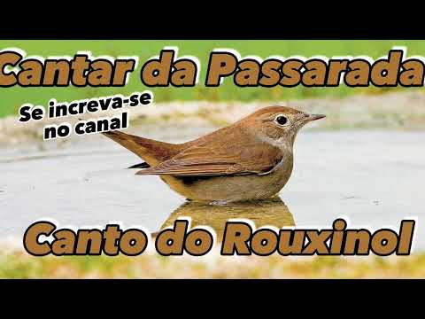 Canto do Rouxinol