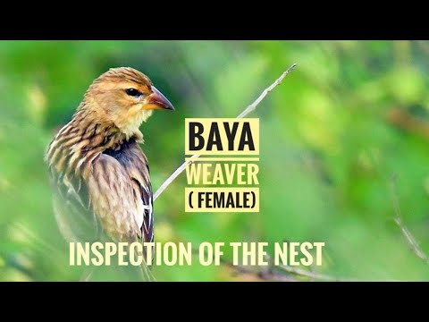 download lagu mp3 mp4 Baya Weaver Female, download lagu Baya Weaver Female gratis, unduh video klip Baya Weaver Female