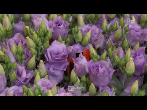 Handelswege: Blumenhandel