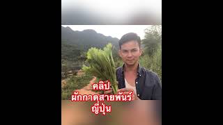#fc ผักกาดสายพันร์#ญี่ปุ่น