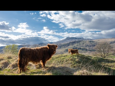 Dr. Homebrew | Episode #224: Wee Heavy and BJCP Score Sheet Evaluation