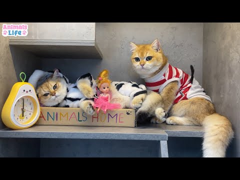 Ody and Ely cat sleep sweet together