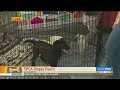SSPCA Doggy Dash